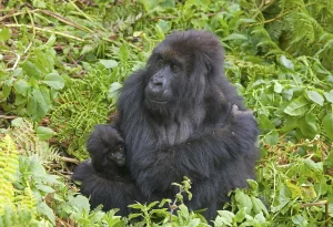 Read more about the article Volcanoes National Park Gorilla Tours