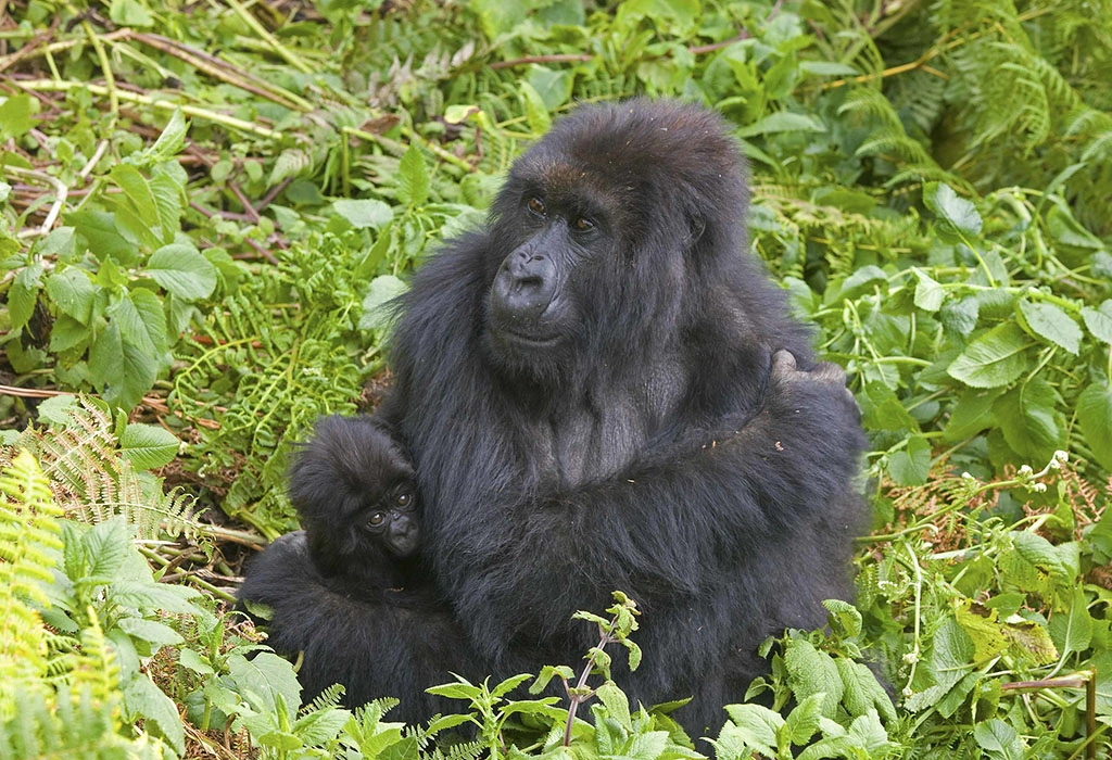 You are currently viewing Volcanoes National Park Gorilla Tours