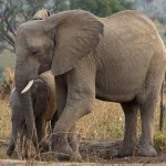 Why Visit Uganda for Safari in 2025.