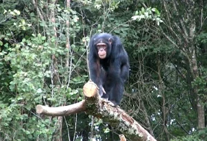 Read more about the article Chimpanzee tracking in Kibale National Park