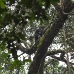 What is Kibale National Park Known For?