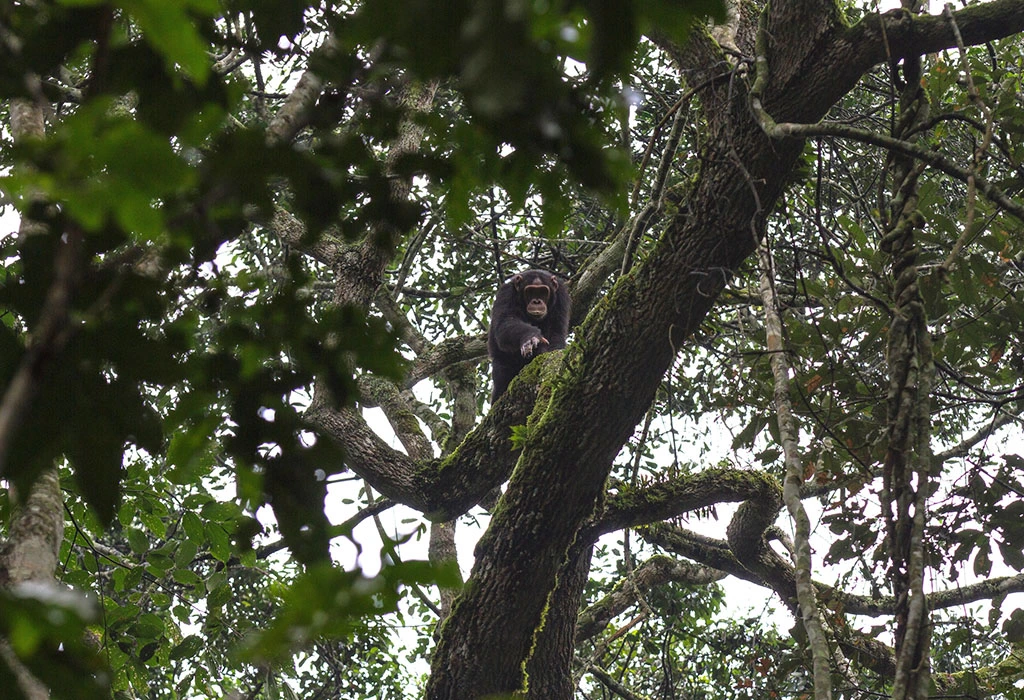 You are currently viewing What is Kibale National Park Known For?