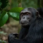 What Animals Can Be Seen in Kibale National Park?