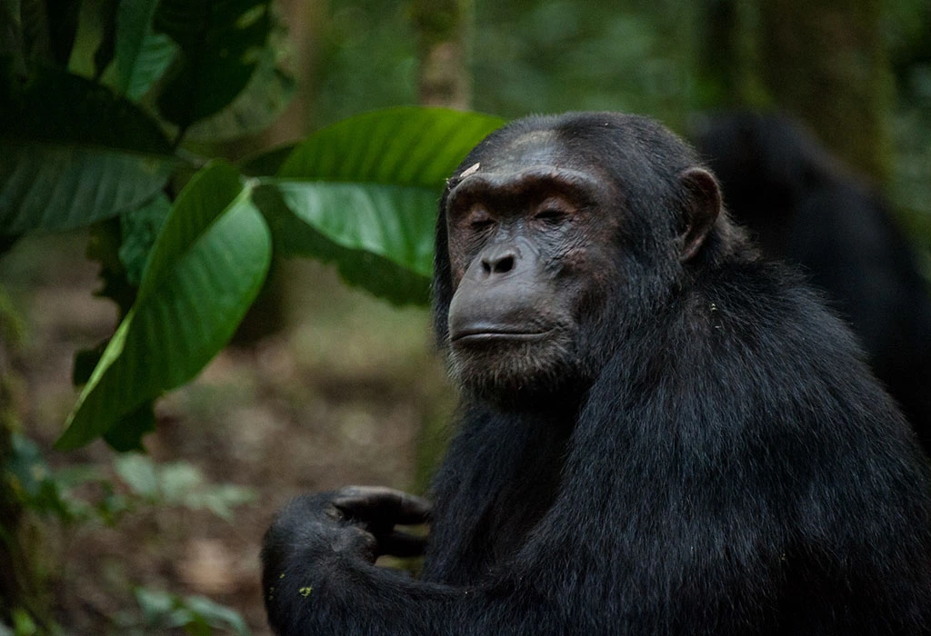 You are currently viewing What Animals Can Be Seen in Kibale National Park?