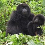 20-Day Uganda & Rwanda Safari 