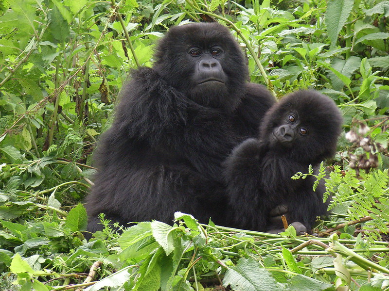 You are currently viewing 20-Day Uganda & Rwanda Safari 