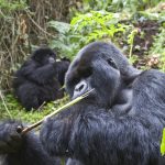 Uganda Low Season Gorilla Trekking