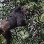 Adaptations of Chimpanzees in the Forest