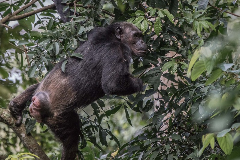 You are currently viewing Adaptations of Chimpanzees in the Forest