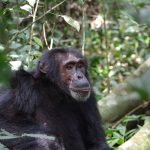Are Chimpanzees Friendly to Humans? 