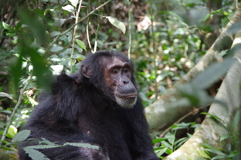 You are currently viewing Are Chimpanzees Friendly to Humans? 