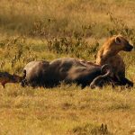 25 Days Kenya Safari & Gorilla Trekking