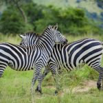 Is Rwanda Safe for a Safari?