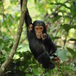 Uganda Primate Habituation