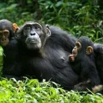 Chimpanzee Habituation