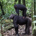 Chimpanzee Trekking in Budongo Forest
