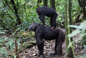 Read more about the article Chimpanzee Trekking in Budongo Forest