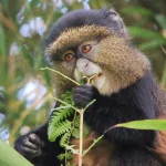 How Much Is Golden Monkey Trekking in Uganda?