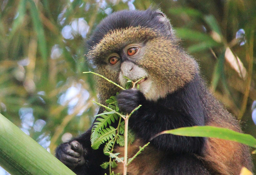 You are currently viewing How Much Is Golden Monkey Trekking in Uganda?