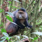 How Many Golden Monkeys Are Left in the Wild?