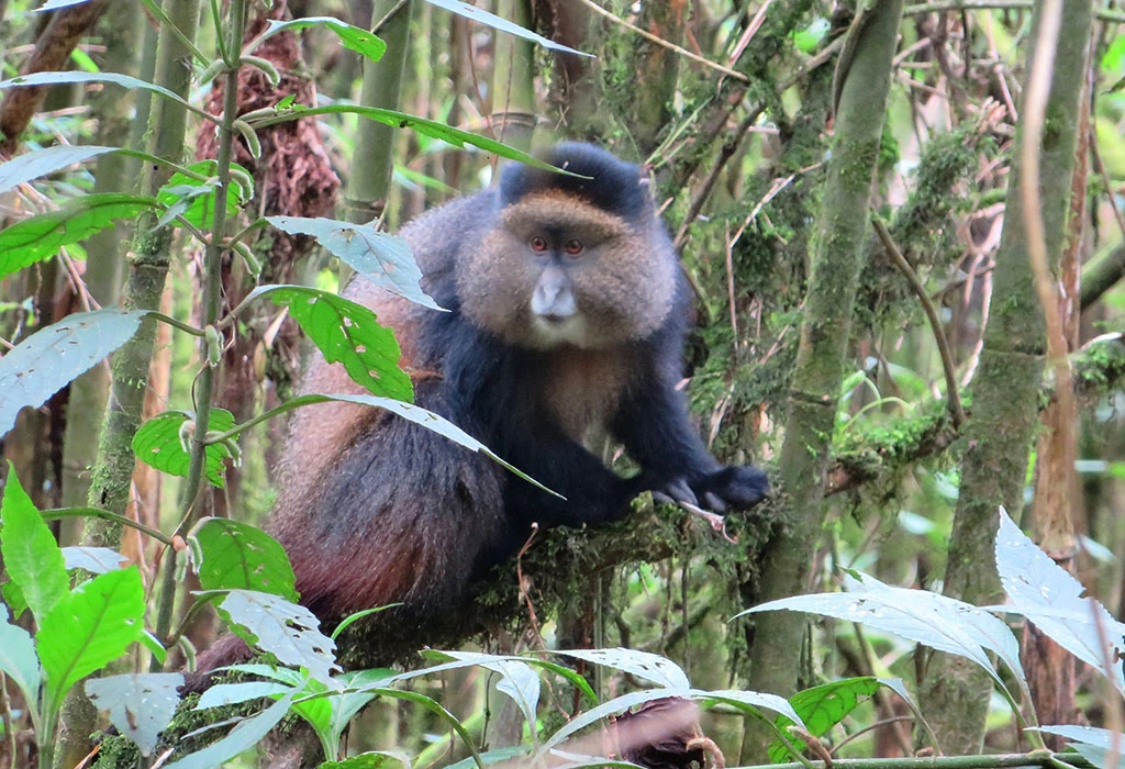 You are currently viewing How Many Golden Monkeys Are Left in the Wild?