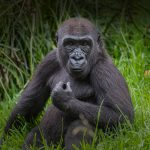 How to Plan for Gorilla Trekking in 2026