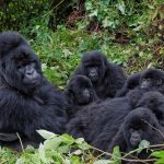 14 Day Gorilla Trekking and Safari in Uganda