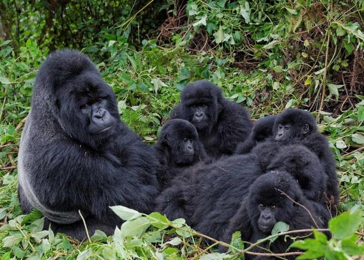 You are currently viewing 14 Day Gorilla Trekking and Safari in Uganda