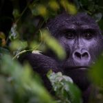 Can I book a gorilla tour on my own?