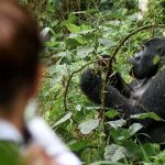 1 day Gorilla Tour in Uganda from Rwanda