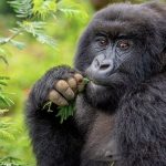 13 Day Ultimate Uganda and Rwanda Safari