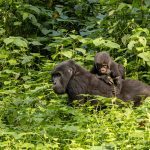 Combined Gorilla Tour in Uganda and Rwanda