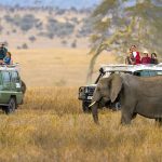 Game Drives in Ngorongoro Crater