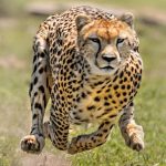 18 Days East Africa Safari