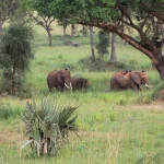 How much does it cost to go on a Uganda Safari?