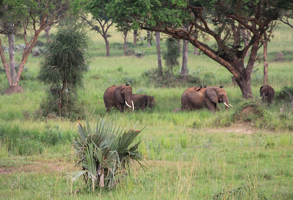 You are currently viewing How much does it cost to go on a Uganda Safari?