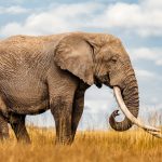 How to book a tour in Rwanda