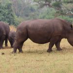 Why Visit Uganda for a Safari in 2026