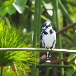 Bird Photography in Uganda