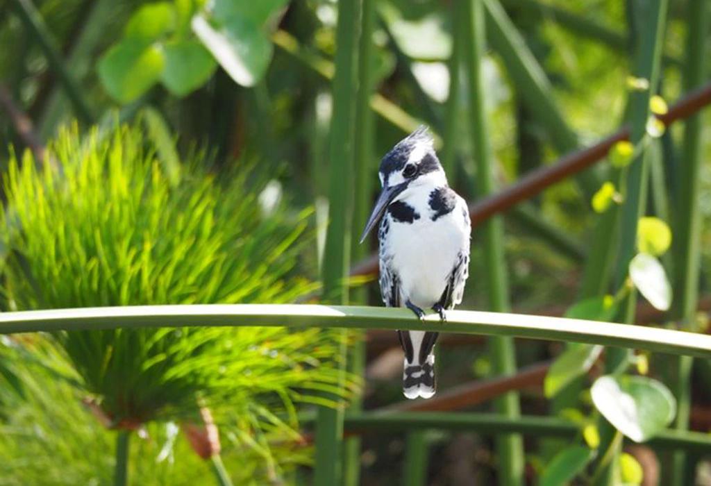 Bird Photography in Uganda