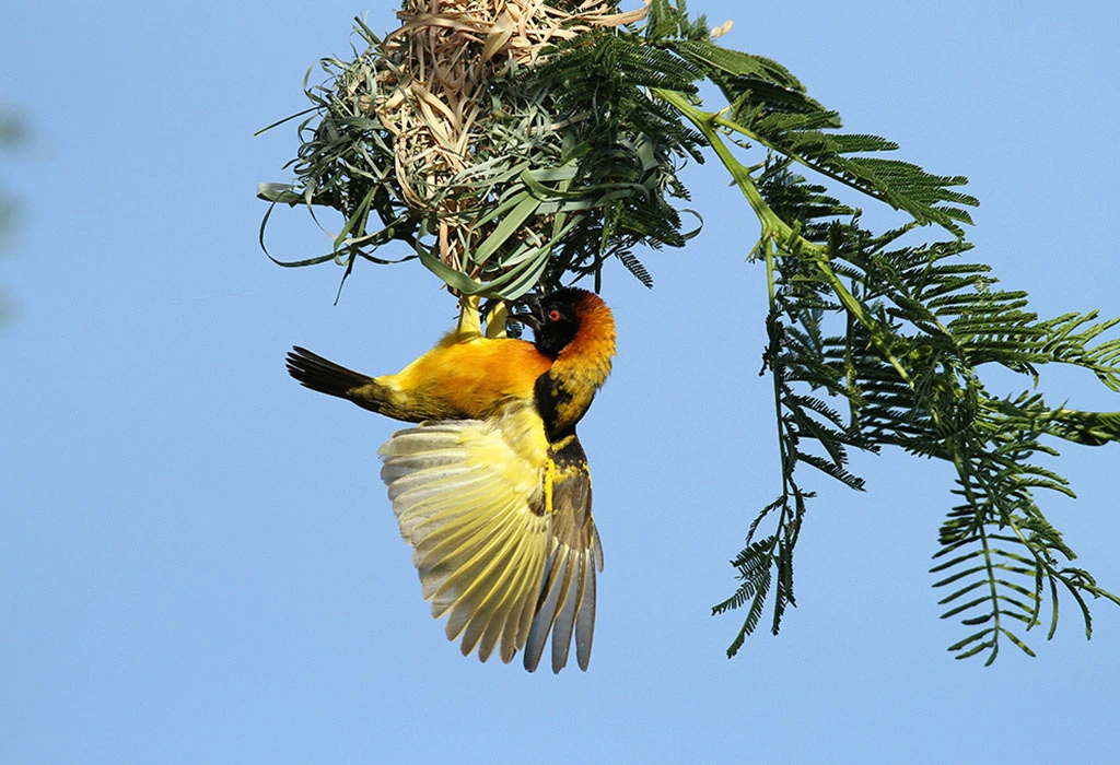 You are currently viewing Best Time for Birding