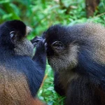 How Long Does Golden Monkey Trekking Take?