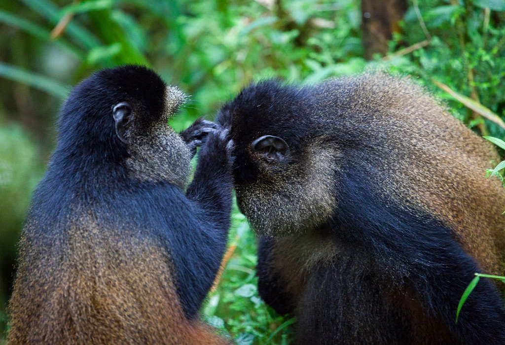 You are currently viewing How Long Does Golden Monkey Trekking Take?