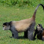 Golden Monkey Trekking in Rwanda