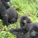 How many days do you need for a gorilla trek in Rwanda?