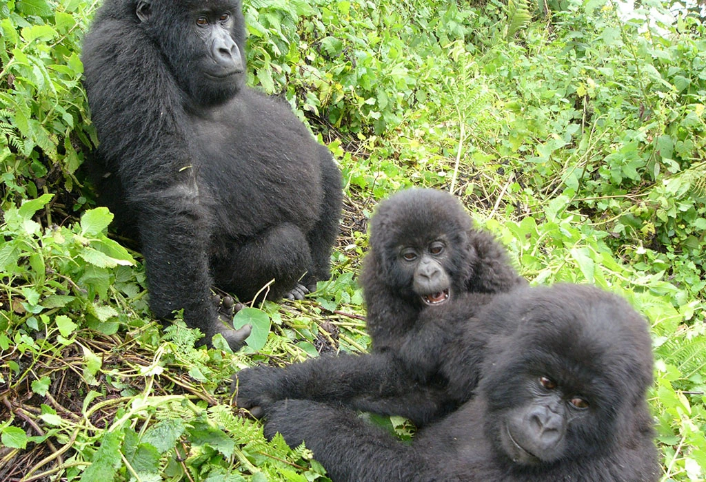 You are currently viewing How many days do you need for a gorilla trek in Rwanda?