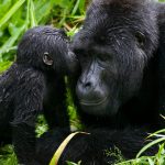 How much is a gorilla tour in Rwanda