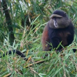 Golden Monkey Habituation Cost in Rwanda
