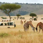 Gorilla Trekking and Masai Mara Safari