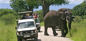 Read more about the article Top wildlife to see in Rwanda